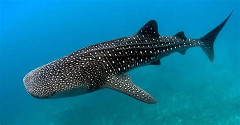 are galapagos whale sharks endangered species